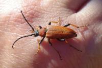 Stictoleptura rubra