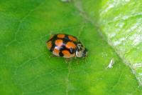 Adalia decempunctata
