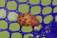 Subcoccinella vigintiquatuorpunctata