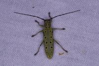 Saperda perforata