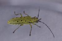 Saperda perforata