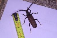Aegosoma scabricorne