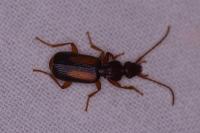 Polistichus connexus