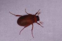 Serica brunnea