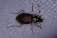 Chlaenius vestitus