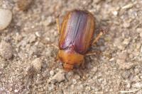 Rhizotrogus aestivus