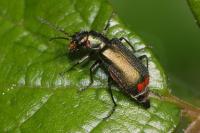 Malachius bipustulatus
