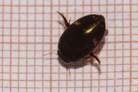 Agabus didymus