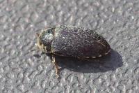 Dermestes frischii