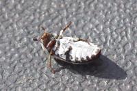 Dermestes frischii