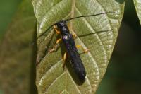 Oberea linearis