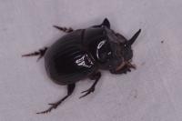 Copris lunaris