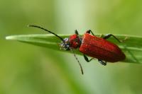 Pyrrhidium sanguineum