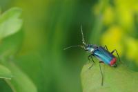 Malachius bipustulatus