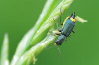 Clanoptilus elegans