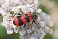 Trichodes apiarius
