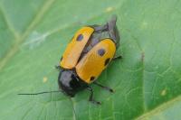 Cryptocephalus imperialis
