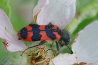 Trichodes alvearius