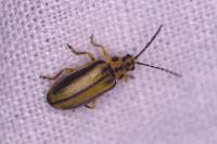 Xanthogaleruca luteola