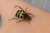 Trichius gallicus