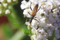 Stenurella melanura