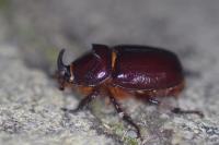 Oryctes nasicornis