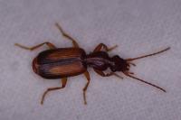 Polistichus connexus
