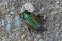 Anomala dubia