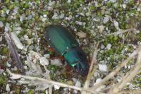 Harpalus affinis
