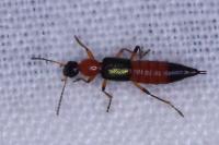 Paederus