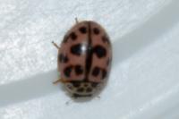 Oenopia conglobata