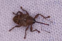 Curculio