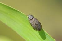 Helophorus