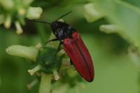 Ampedus