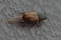 Melinopterus