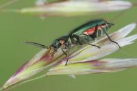Malachius bipustulatus