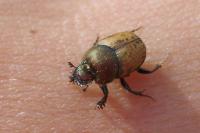 Onthophagus coenobita