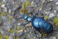 Meloe violaceus