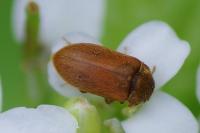 Byturus