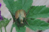 Anomala dubia