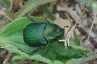 Anomala dubia