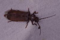 Arhopalus