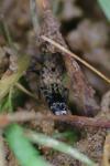 Ontholestes murinus