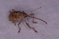 Curculio elephas