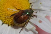 Phyllopertha horticola