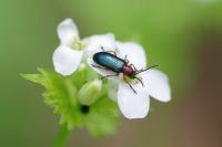 Oulema melanopus