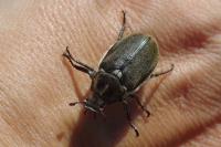 Anoxia villosa