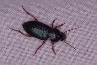 Ophonus ardosiacus