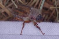 Amphimallon
