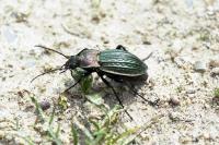Carabus cancellatus